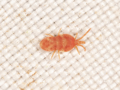 Neothrombiidae