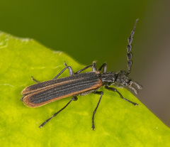Pseudolycus marginatus