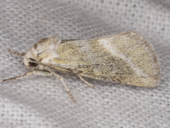 Lineostriastiria hutsoni