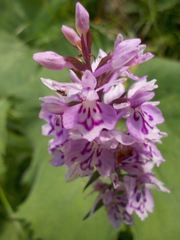 Dactylorhiza fuchsii fuchsii
