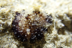 Dendrodoris atromaculata