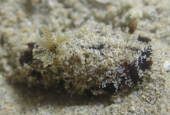 Dendrodoris atromaculata