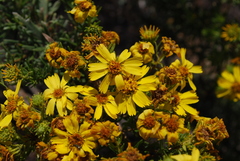 Deinandra clementina