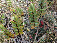 Veronica decumbens