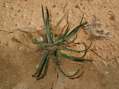 Plantago maritima serpentina