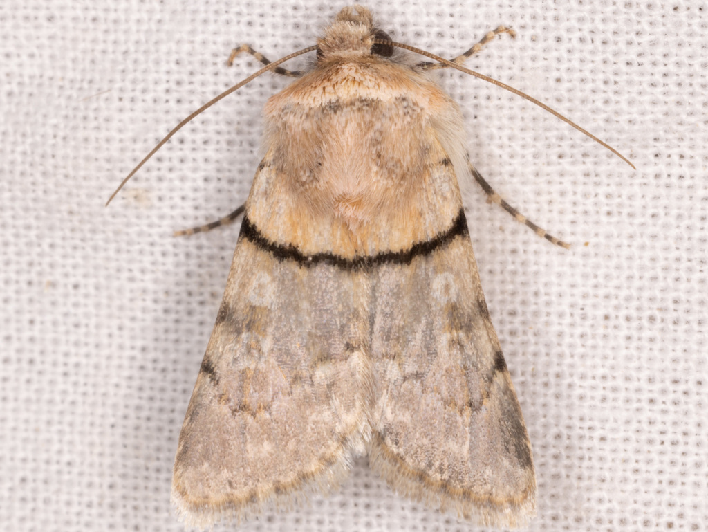 Sympistis rosea
