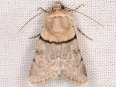 Sympistis rosea