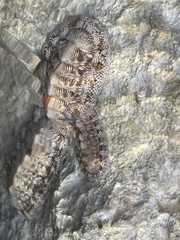 Chiton tuberculatus