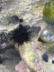 Echinometra lucunter