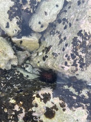 Echinometra lucunter