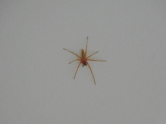 Hibana similaris