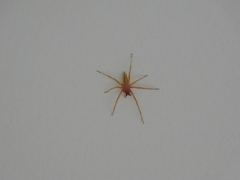Hibana similaris