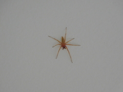 Hibana similaris