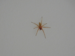 Hibana similaris