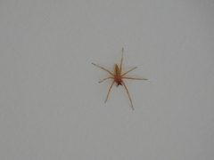 Hibana similaris