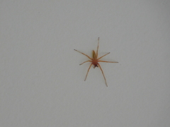 Hibana similaris