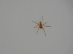 Hibana similaris