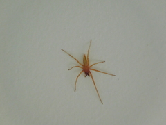 Hibana similaris