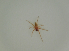 Hibana similaris