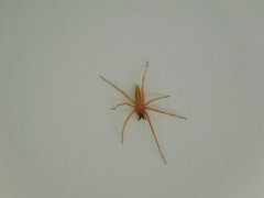 Hibana similaris
