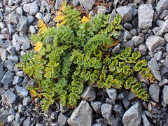 Gingidia decipiens
