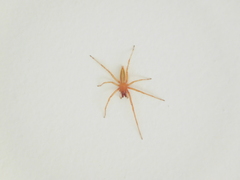 Hibana similaris