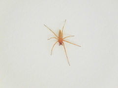 Hibana similaris