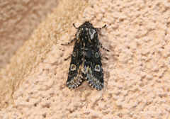 Psaphida thaxterianus