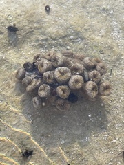 Palythoa grandiflora