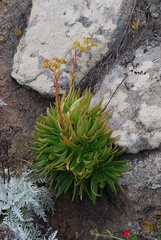 Dudleya virens virens