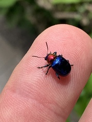 Parheminodes pulcher