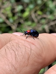 Parheminodes pulcher