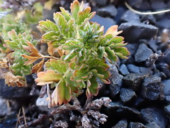 Acaena glabra