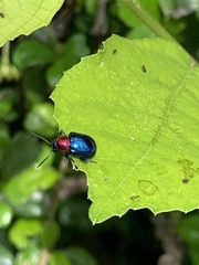 Parheminodes pulcher