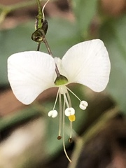 Aneilema acuminatum