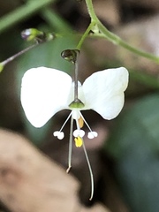 Aneilema acuminatum
