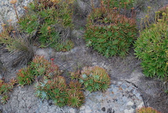 Dudleya virens virens