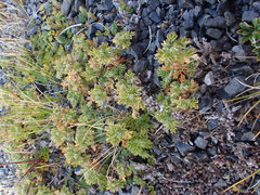 Acaena glabra