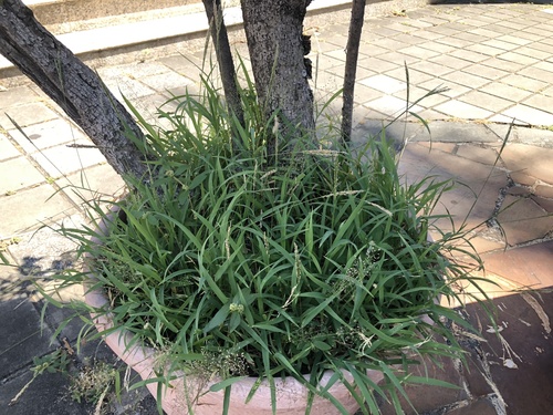 Digitaria henryi iNat (2)