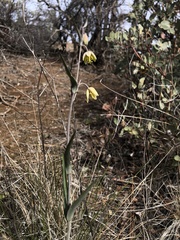 Fritillaria viridea