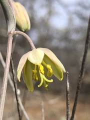 Fritillaria viridea