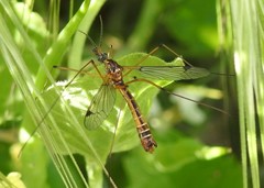 Tipula californica