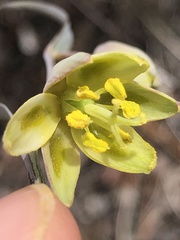 Fritillaria viridea