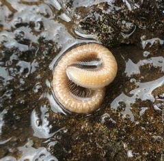 Polyzoniidae