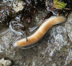 Polyzoniidae