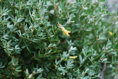 Acmispon dendroideus traskiae