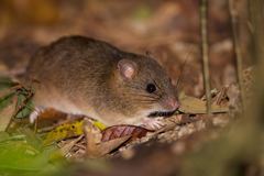 Melomys burtoni