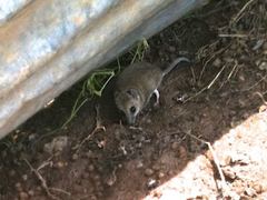 Sminthopsis crassicaudata