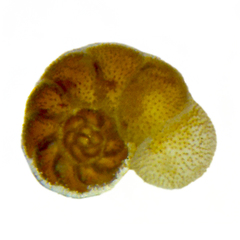 Trichohyalus australis