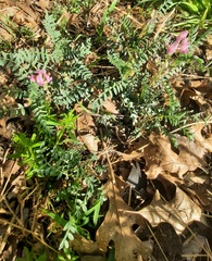 Astragalus crassicarpus